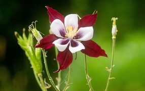 Красивый красный цветок водосбор крупным планом