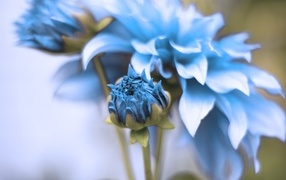 Синие распускающиеся цветы георгина