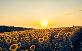 Яркое солнце над полем с желтыми подсолнухами