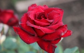 Бордовая чайная роза крупным планом