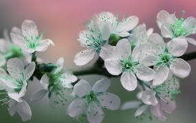 Цветы вишни с белыми лепестками на ветке дерева