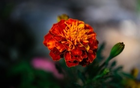 Цветок оранжевого ароматного бархатца крупным планом
