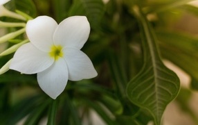 Нежный белый цветок плюмерии крупным планом