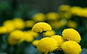 Нежные желтые хризантемы крупным планом