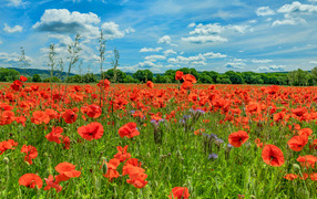 Поле с красными маками под голубым летним небом