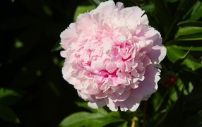 Ароматный розовый пион на клумбе в лучах солнца