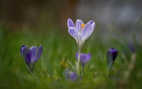 Свежие полевые крокусы весной