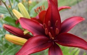 Большие красные лилии с бутонами на клумбе