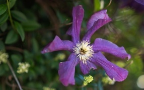 Сиреневый цветок садового клематиса