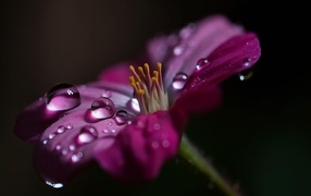 Сиреневый цветок с каплями воды крупным планом