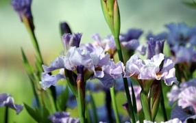 Много синих садовых цветов ириса