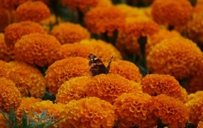 Много пышных ароматных цветов бархатцев с бабочкой