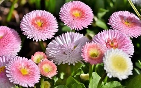 Много розовых маргариток крупным планом