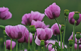 Много розовых маков на поляне