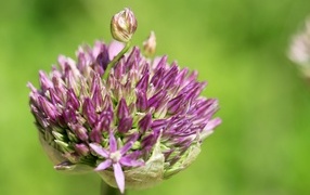 Цветок лука на зеленом фоне