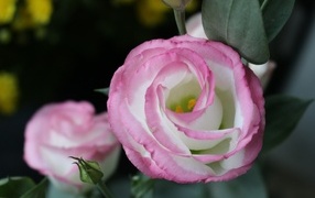 Розовые цветы эустома крупным планом