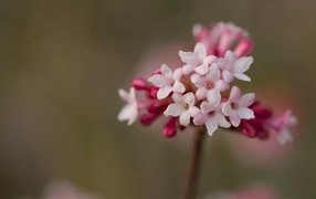 Розовые цветы калины Фаррера