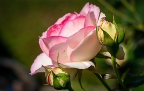 Розовая садовая роза с бутонами в лучах солнца