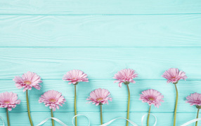 Розовые герберы с белой лентой на голубом столе