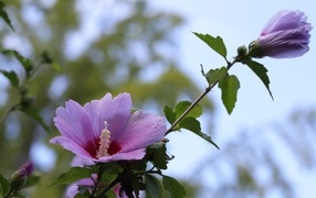 Розовые цветы гибискуса  на клумбе