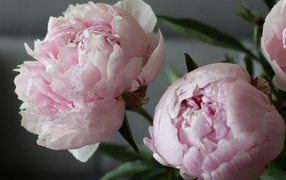 Розовые пионы в комнате крупным планом