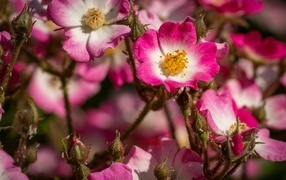 Розовые цветы шиповника крупным планом