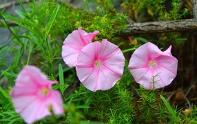 Розовые полевые цветы в зеленой траве