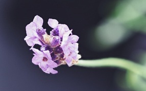 Розовый полевой цветок крупным планом