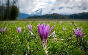 Фиолетовые нежные крокусы на поляне на фоне гор 