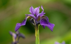 Фиолетовый цветок ириса крупным планом