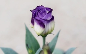Фиолетовая роза распускается на сером фоне