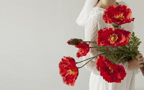 Красные маки в руках у девушки