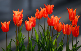 Красные тюльпаны в лучах солнца на клумбе весной