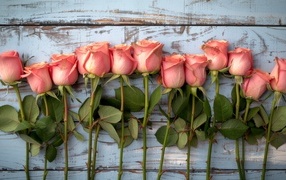 Ряд из розовых роз на деревянном столе