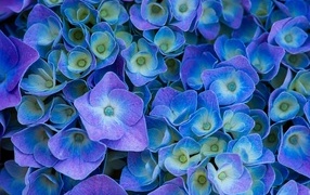 Мелкие синие цветы гортензии крупным планом