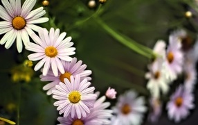 Маленькие белые ромашки для фона