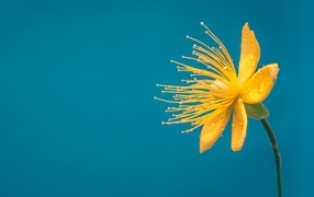 Маленький желтый цветок на голубом фоне