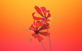 Необычные красные цветы лилии 