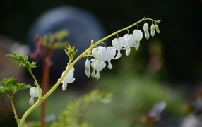 Белые нежные цветы фуксии 