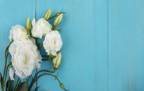 Белые цветы эустома с бутонами на голубом фоне