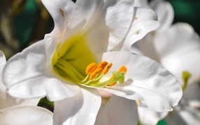 Белые лилии с желтой серединой