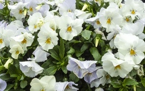 Белые цветы анютины глазки крупным планом