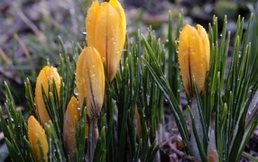 Желтые цветы крокуса распускаются на клумбе под дождем