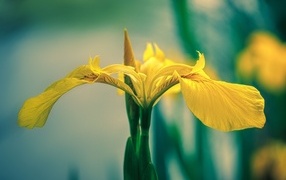 Желтый цветок ириса крупным планом