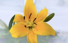 Желтый цветок лилии на прозрачном фоне