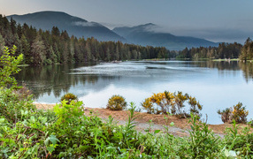 Густой лес на берегу горного озера