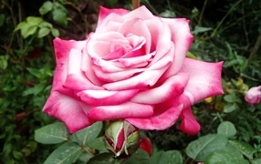 Крупная розовая роза на клумбе вблизи