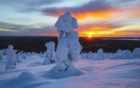 Деревья в снегу на горе в лучах солнца на рассвете