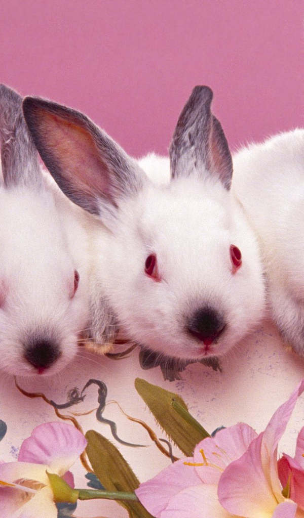 Розовые кролики