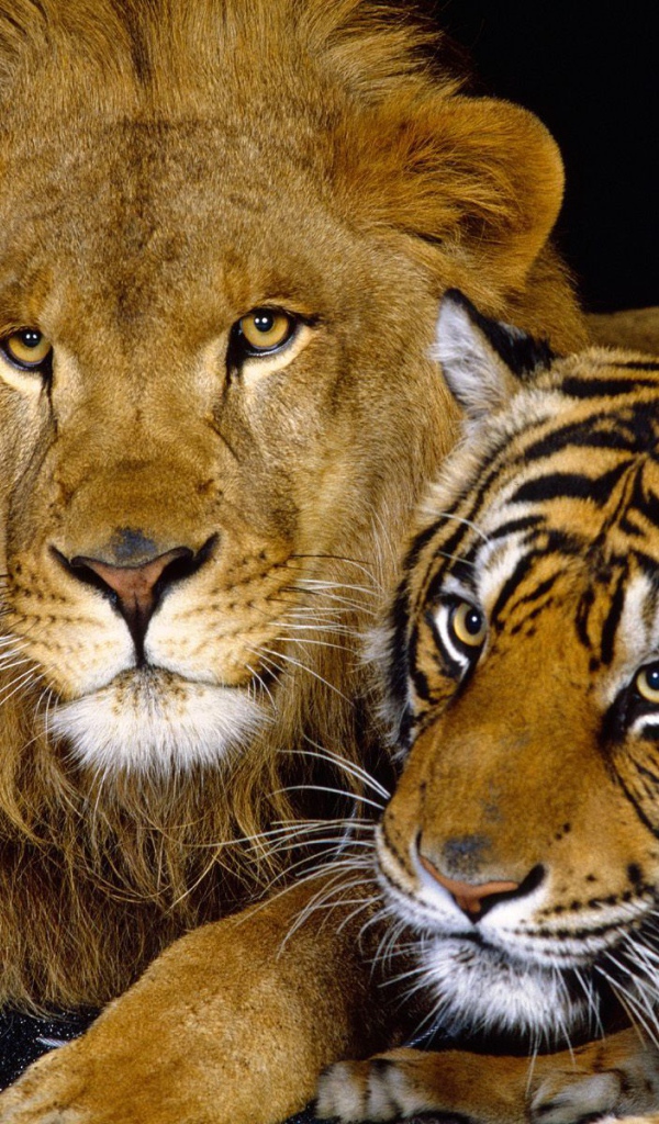 Лев и тигрица